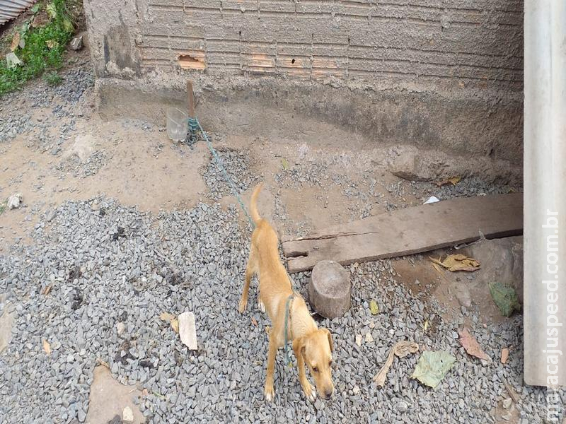 Polícia Militar Ambiental autua infrator de 57 anos por maus-tratos a dois cachorros