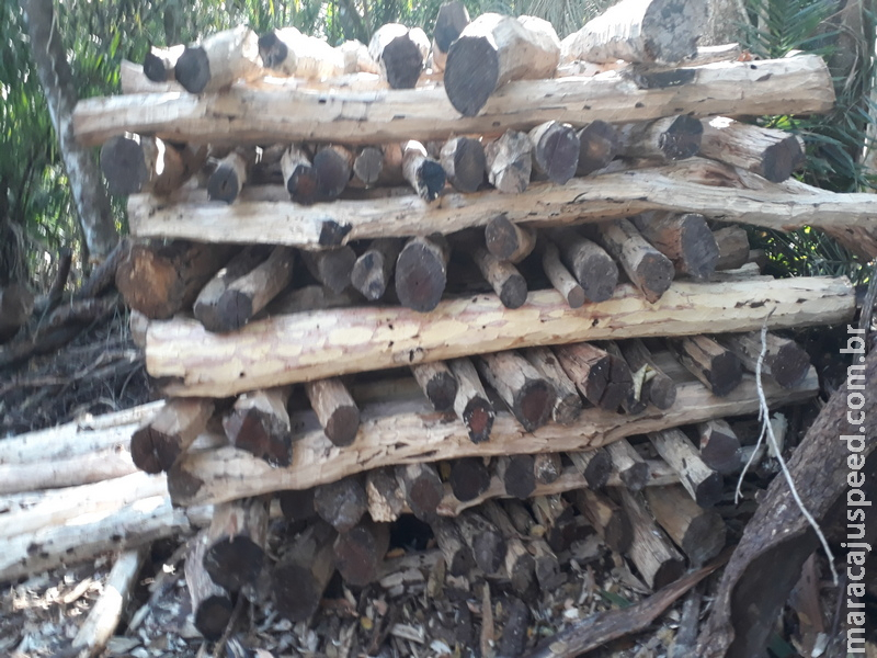 Polícia Militar Ambiental autua infrator em R$ 9 mil por exploração e armazenamento de 30 m³ de madeira ilegal
