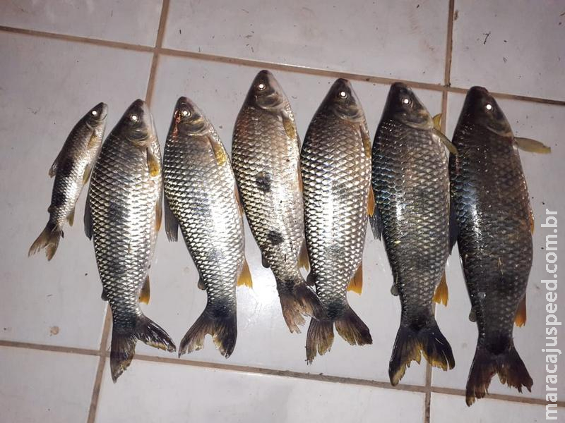 Polícia Militar Ambiental prende e autua turistas paulistas em R$ 3 mil por pesca ilegal e apreende pescado, barcos e motores de popa Polícia Militar Ambiental prende e autua turistas paulistas em R$ 3 mil por pesca ilegal e apreende pescado, barcos e motores de popa