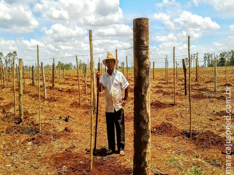 Produção de maracujá agroecológico em Dourados bate a média nacional