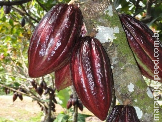 Produtores brasileiros buscam cacau de alta produtividade