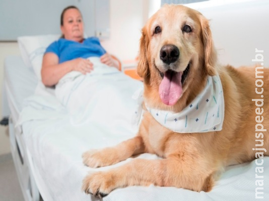 Sancionada lei que permite visita de animais em hospitais de MS