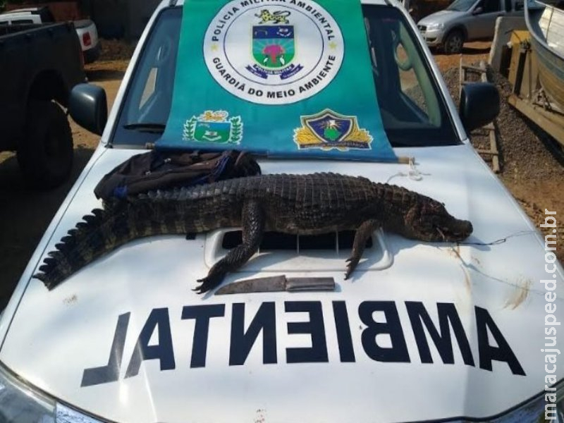 Adolescente captura jacaré com anzol, o mata e acaba apreendido Adolescente captura jacaré com anzol, o mata e acaba apreendido