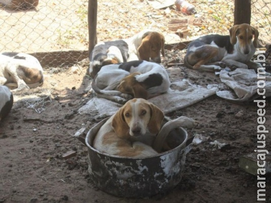 Amarrados, sujos e sem comida são recolhidos de canil na MS-040