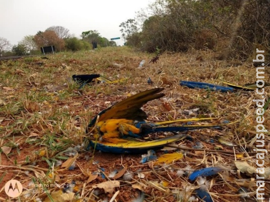 Araras-canindé são encontradas sem as cabeças em estrada de MS