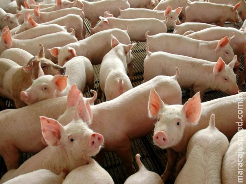 Brasil pode suprir demanda de carne suína na China, diz especialista Brasil pode suprir demanda de carne suína na China, diz especialista