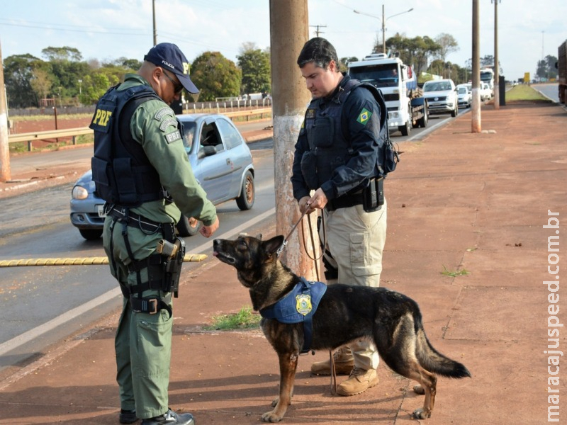 Cães heróis reforçam guerra contra o tráfico na fronteira