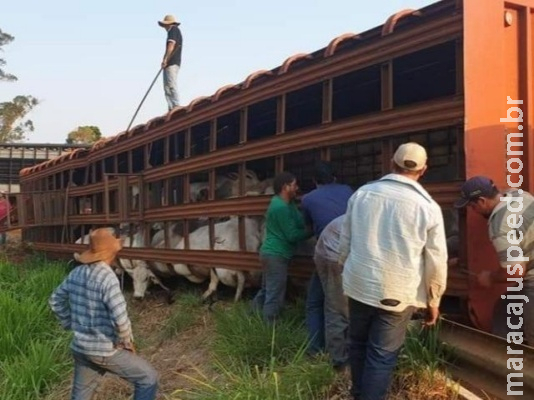 Caminhão boiadeiro tomba às margens da MS-316