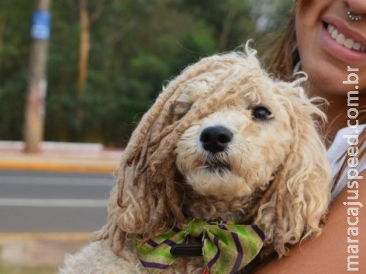 Cão de dread é companheiro de casal que saiu de casa para viajar o mundo