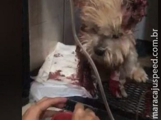 Casa é invadida e cachorro tem orelha e pele do pescoço arrancadas 