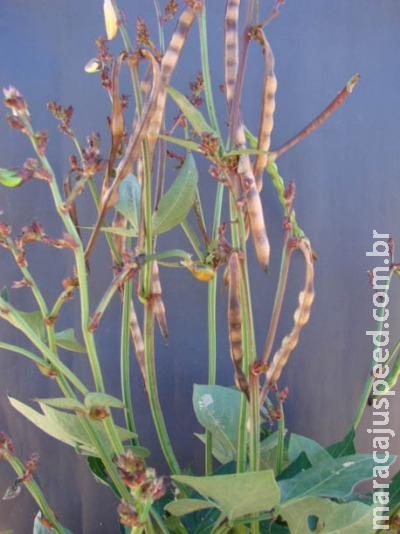 Cientistas obtêm primeiro feijão-de-corda com múltiplas vagens