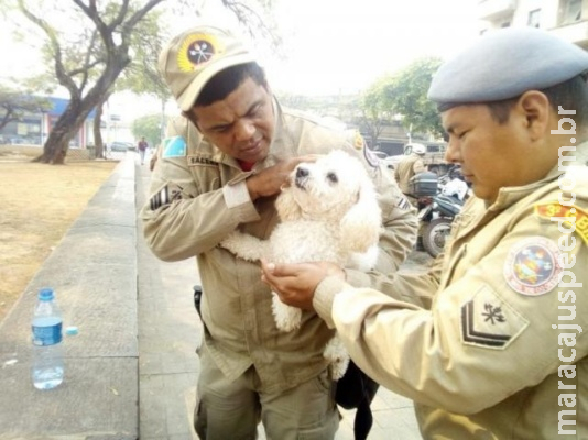 Com calor recorde, bombeiros salvam poodle "esquecido" em carro Com calor recorde, bombeiros salvam poodle "esquecido" em carro