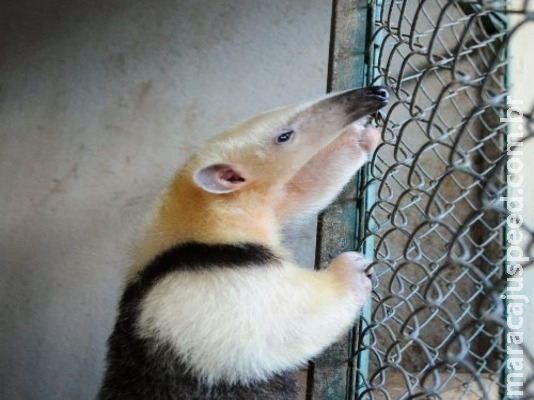 Debatedores apoiam penas maiores para quem maltratar animais