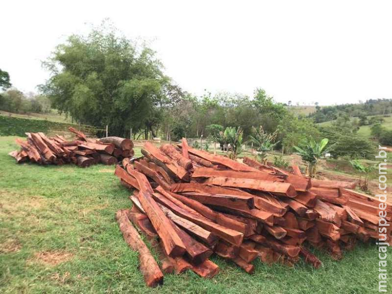 Dono de chácara é multado por armazenar madeira ilegal