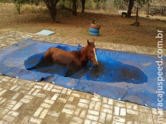 Égua cai em piscina após se enganar com fundo falso e acaba resgatada por bombeiros em MS