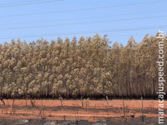 Em MS, fogo consumiu R$ 1,6 milhão em eucalipto de indústria da celulose