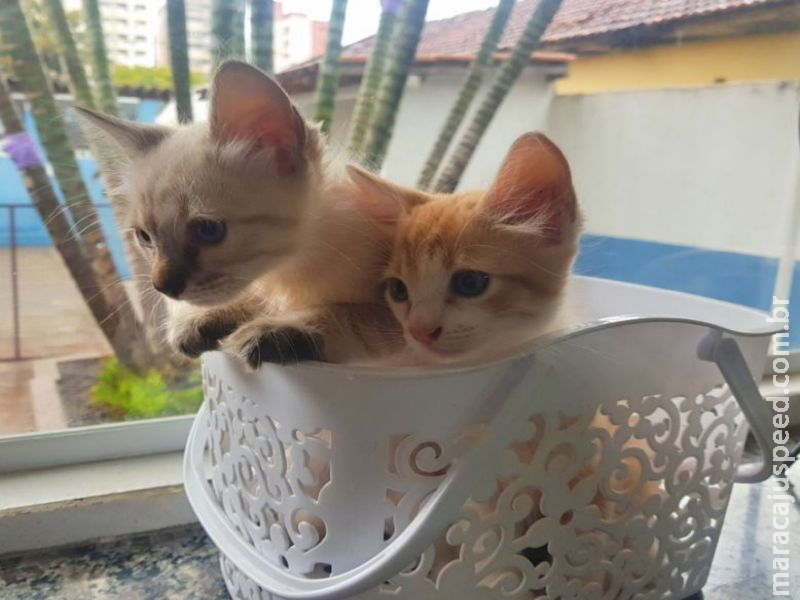 Feira de adoção neste sábado dará chance para gatos ganharem um lar
