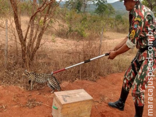 Filhote de jaguatirica é recuperada em quintal de residência Filhote de jaguatirica é recuperada em quintal de residência