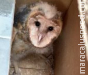 Filhotes de coruja são resgatados após viajarem mais de 700 km em colheitadeira 