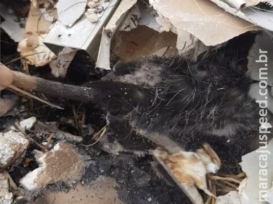 Gambá é resgatado após ser atingido por incêndio em terreno baldio na Capital Gambá é resgatado após ser atingido por incêndio em terreno baldio na Capital