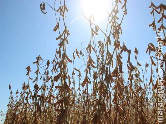 Iagro alerta produtores para obrigatoriedade do cadastro da área onde será plantada soja em MS
