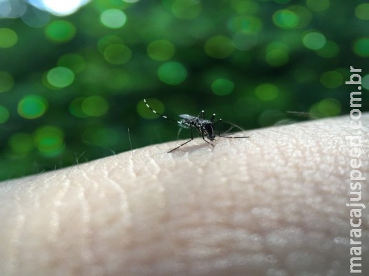 Idoso de 78 anos é a 27° vítima de dengue em MS
