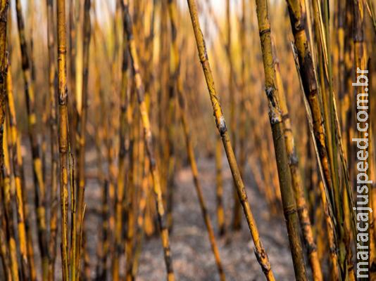 Imasul amplia proibição de queimadas para lavouras