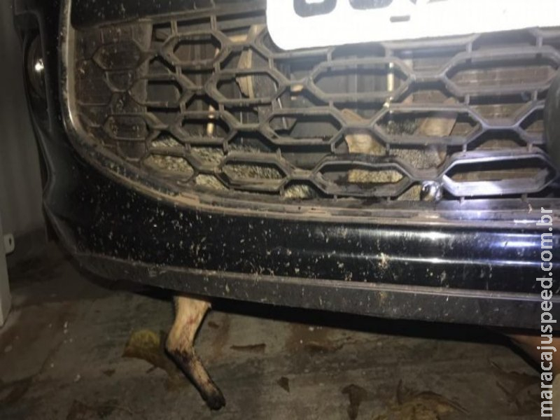 Lobinho é atropelado na BR-262 e sobrevive preso entre motor e para-choque de carro Lobinho é atropelado na BR-262 e sobrevive preso entre motor e para-choque de carro