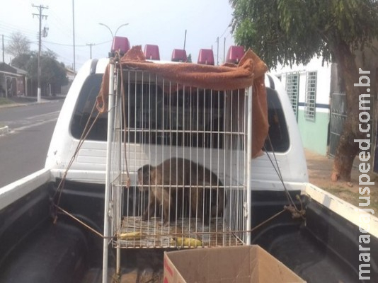 Macaco-prego é encontrado em clínica de MS, veterinário diz que foi deixado por cliente e local é fechado Macaco-prego é encontrado em clínica de MS, veterinário diz que foi deixado por cliente e local é fechado