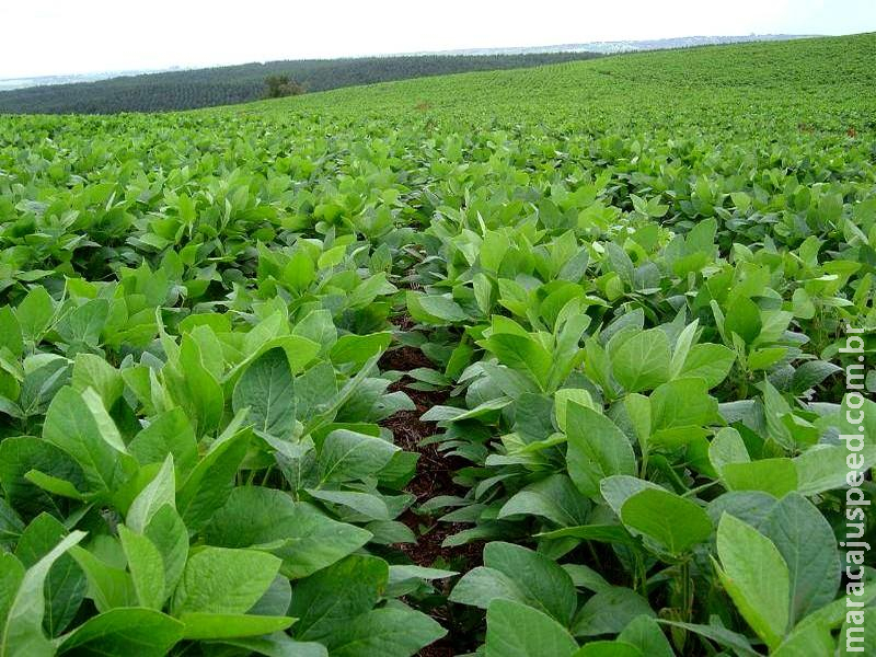 Maracaju é destaque entre 20 maiores produtores de soja do país no ano de 2018, segundo informações do IBGE Maracaju é destaque entre 20 maiores produtores de soja do país no ano de 2018, segundo informações do IBGE