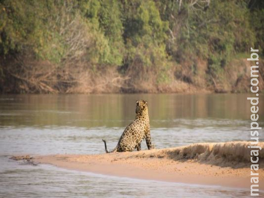 Onças podem gerar receita de mais de R$ 27 milhões por ano, revela estudo