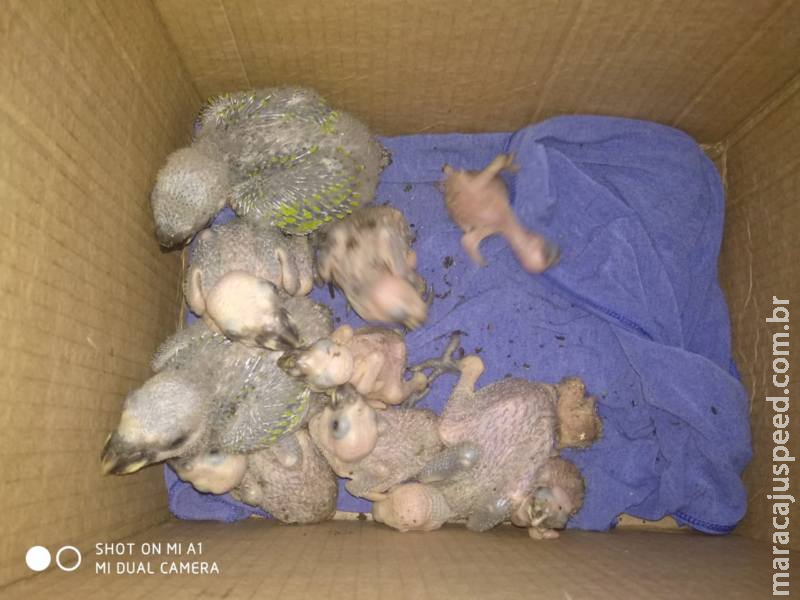 Onze filhotes de papagaio são retirados do ninho e maltratados Onze filhotes de papagaio são retirados do ninho e maltratados