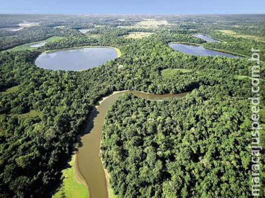 Para preservar o que resta de Mata Atlântica, MPE dá início à operação