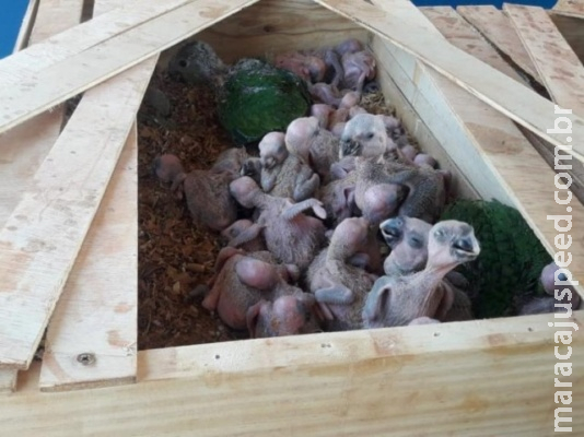 PMA flagra traficante com 150 papagaios e aplica multa de R$ 750 mil