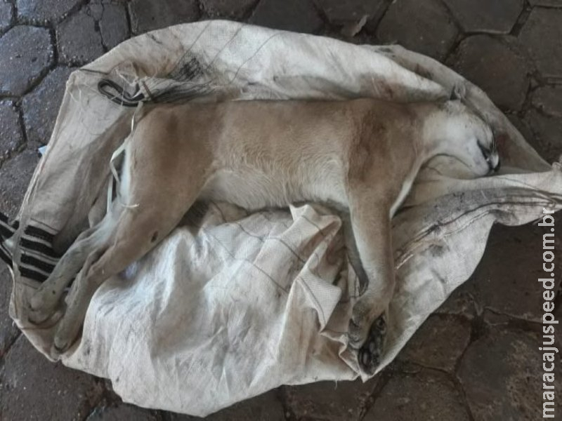 PMA recolhe onça parda adulta atropelada na MS-376 PMA recolhe onça parda adulta atropelada na MS-376