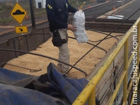 Polícia apreende outra carreta com maconha escondida em carga de milho Polícia apreende outra carreta com maconha escondida em carga de milho