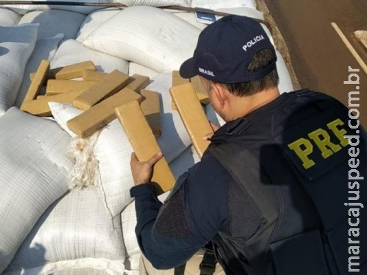 PRF prende caminhoneiro com maconha escondida em carga de canola PRF prende caminhoneiro com maconha escondida em carga de canola