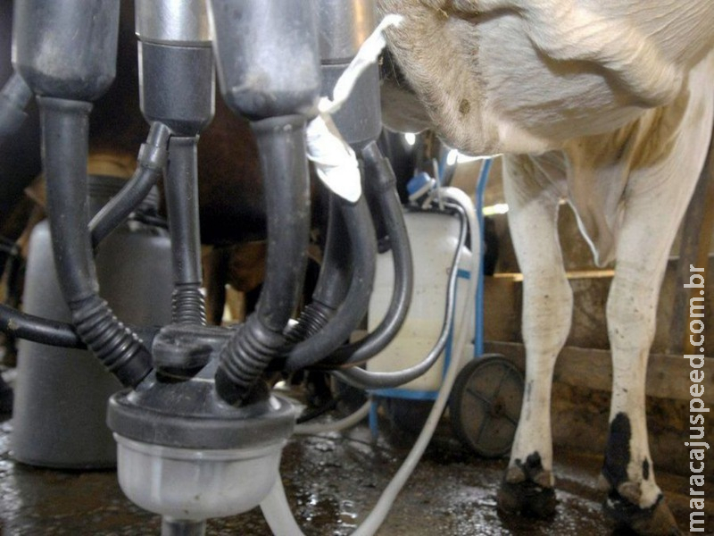 Produção de leite sobe e a de ovos bate recorde, revela pesquisa Produção de leite sobe e a de ovos bate recorde, revela pesquisa