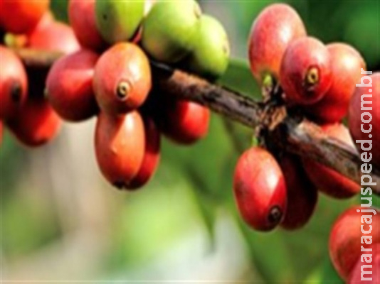 Safra mundial do ano-cafeeiro 2018-2019 atinge 174,5 milhões de sacas Safra mundial do ano-cafeeiro 2018-2019 atinge 174,5 milhões de sacas