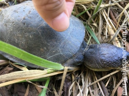 Alunos saem da escola para atividade em lagoa de MS e flagram cágado morto asfixiado por linha de pesca