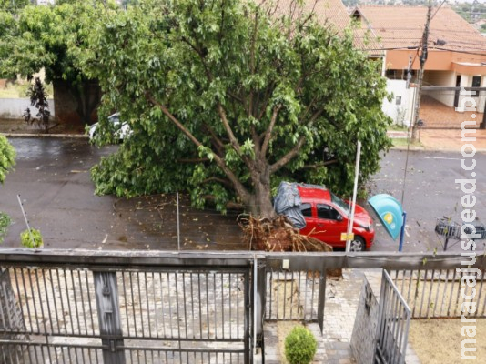 Árvore de grande porte cai e destrói viatura em frente de delegacia 