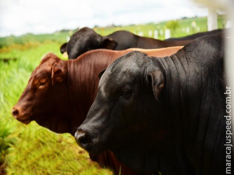 Bovinocultura de Corte: entre janeiro e outubro, arroba do boi tem alta de 12,36% em Mato Grosso do Sul
