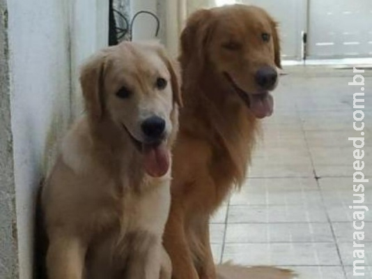 Cachorros fogem durante temporal e são furtados por homem em Fiorino
