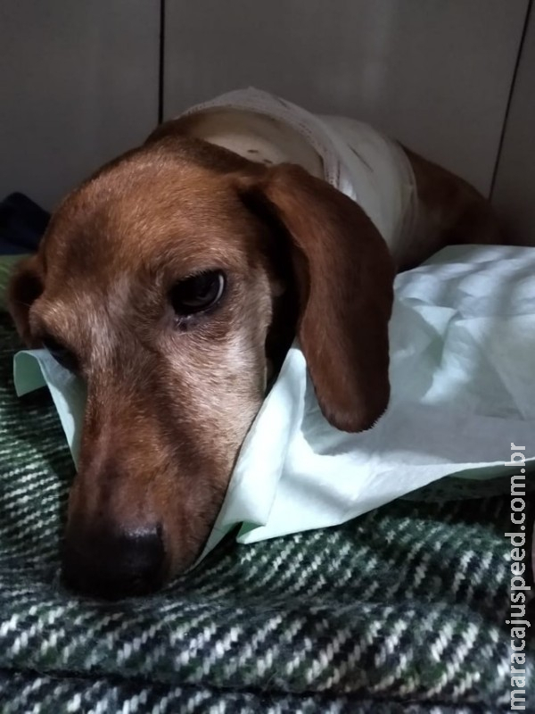Cadela que foi resgatada pouco antes de ser sacrificada tira tumor na pata em MS: 