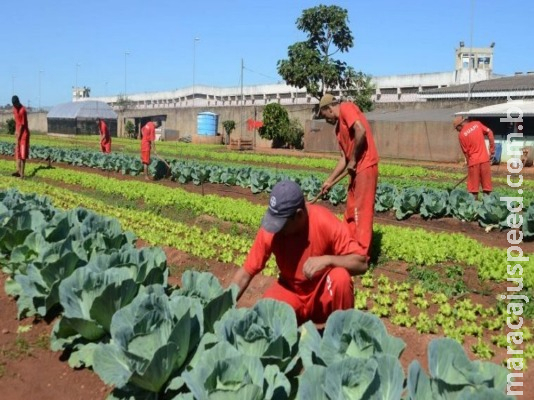 CCJ aprova certificado para incentivar empresas a contratarem ex-presidiários