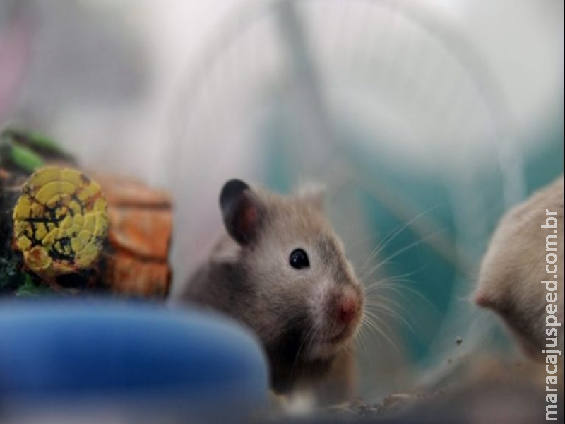 CCJ aprova projeto que obriga indústria a informar no rótulo sobre testes com animais vivos CCJ aprova projeto que obriga indústria a informar no rótulo sobre testes com animais vivos