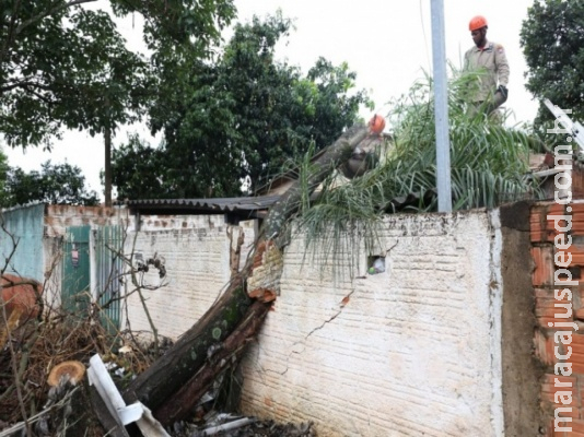Com raiz já apodrecida, árvore pesa com a chuva e atinge duas casas