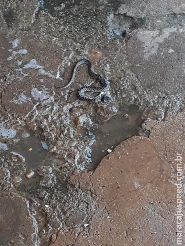 Durante faxina na cozinha, dona de casa encontra cobra peçonhenta embaixo do fogão