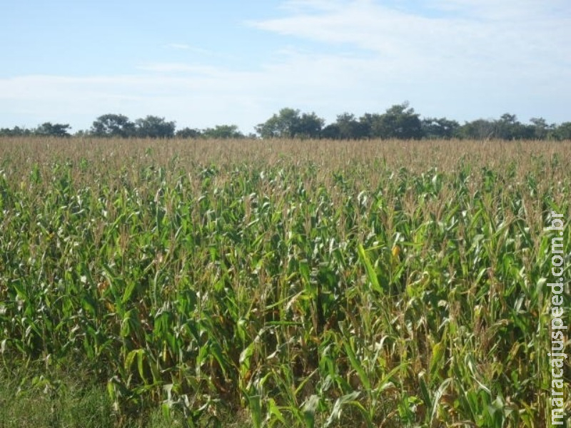 Exportação de milho continua em alta e soma US$ 1,1 bi em setembro