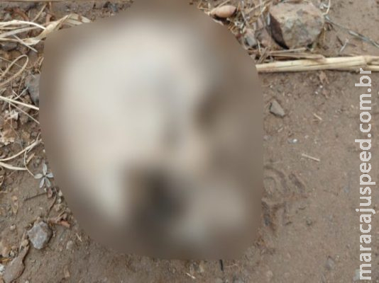 Falta de arcada dentária pode prejudicar identificação de crânio encontrado em estrada Falta de arcada dentária pode prejudicar identificação de crânio encontrado em estrada